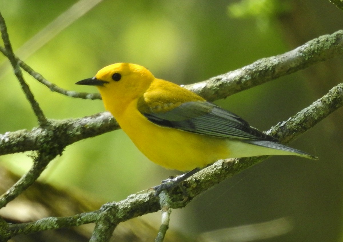 Prothonotary Warbler - Kent Miller