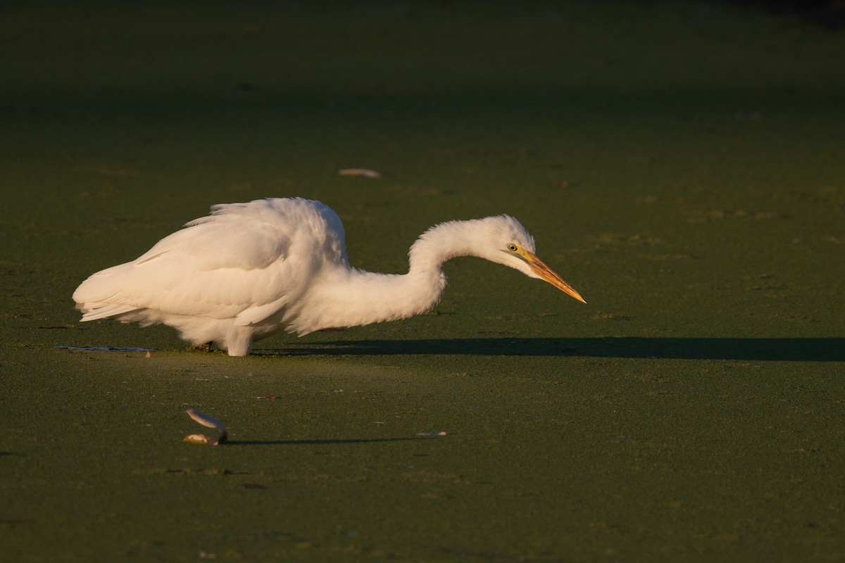 Great Egret - Ross Bartholomew