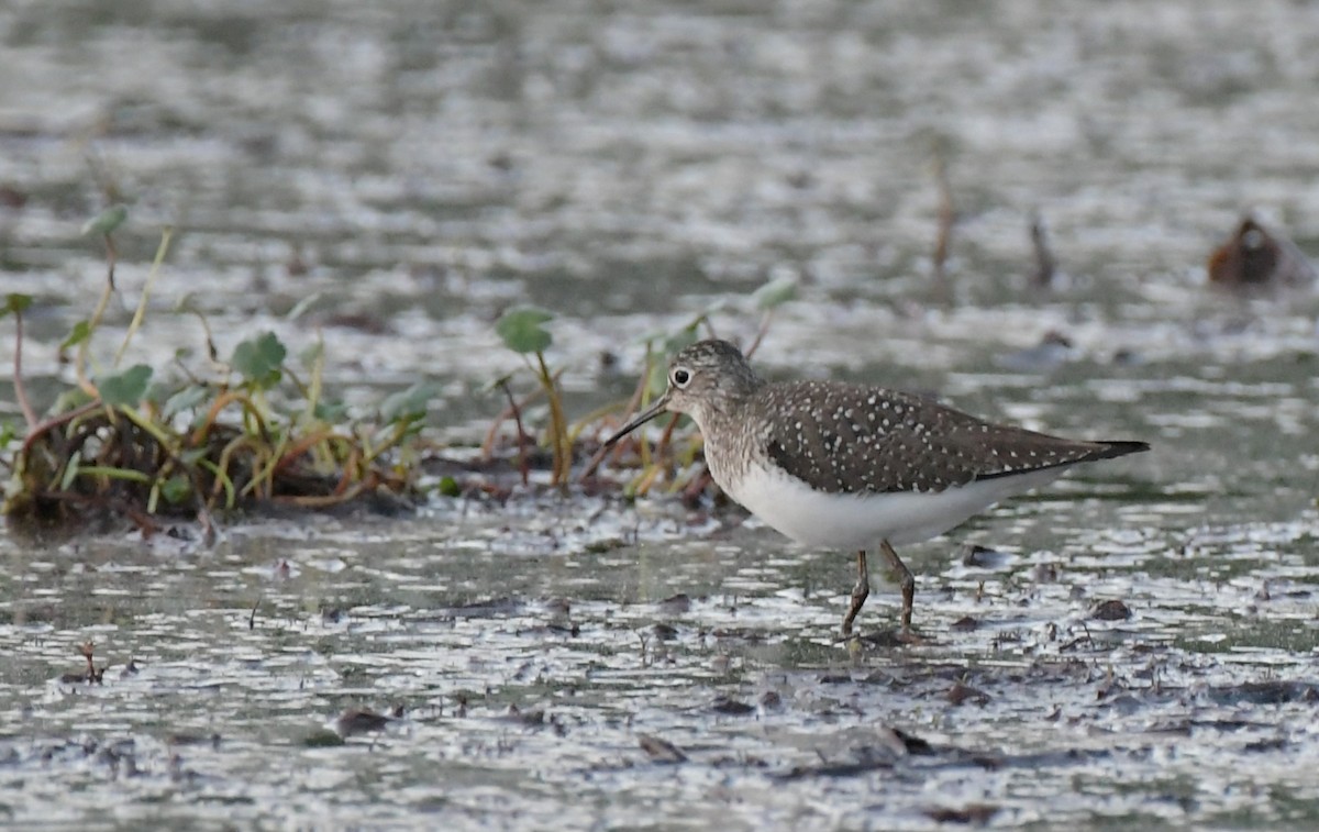 Solitary Sandpiper - Ewa Greene