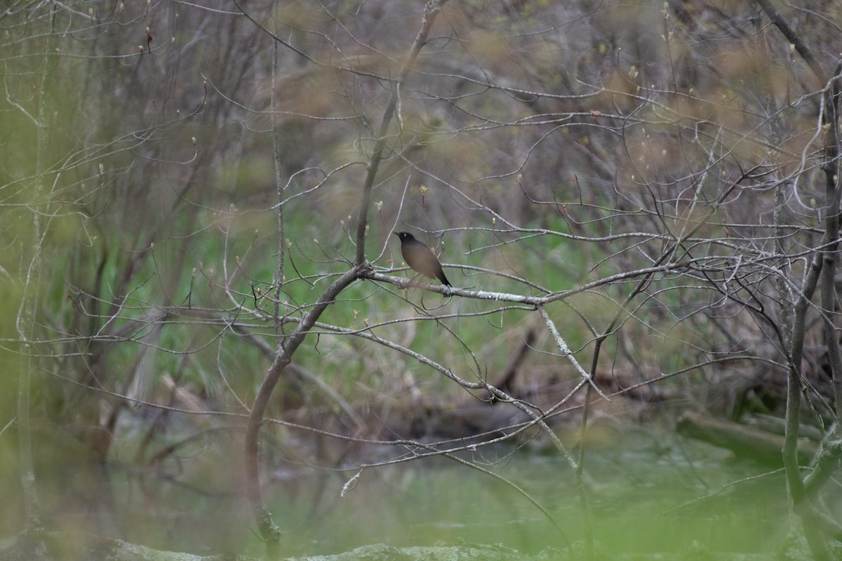 Rusty Blackbird - ML618351286