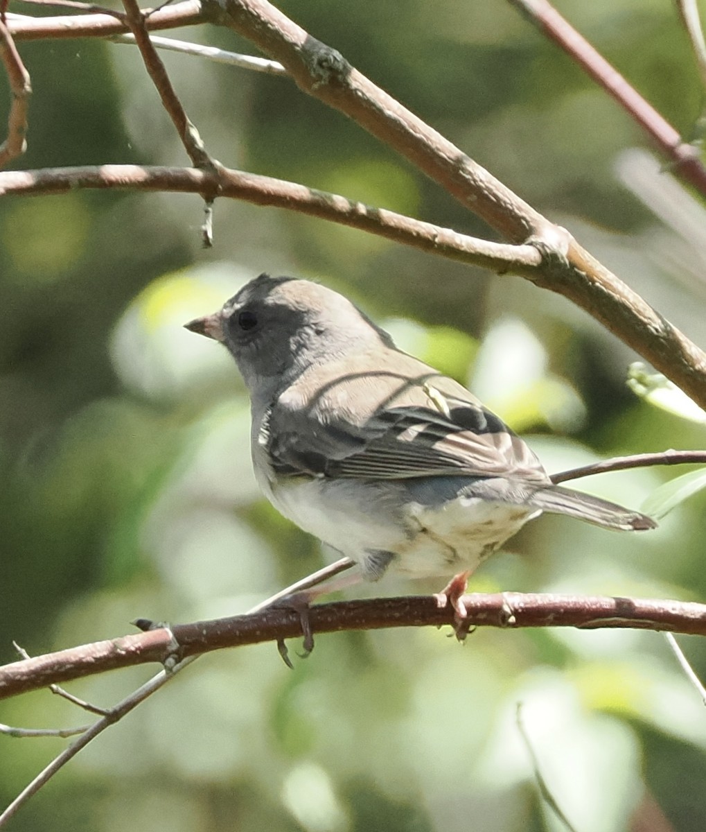 Dark-eyed Junco - ML618351305