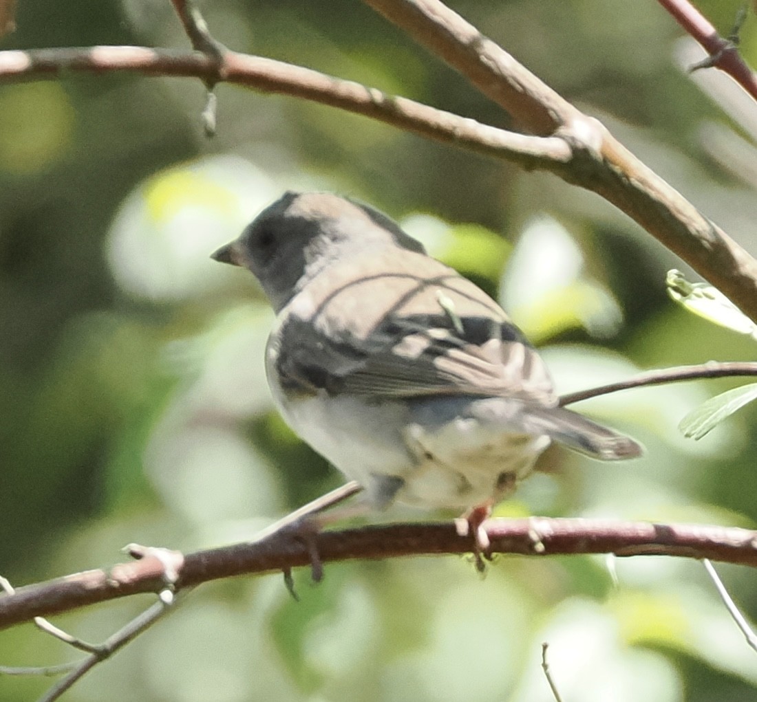 Dark-eyed Junco - ML618351306