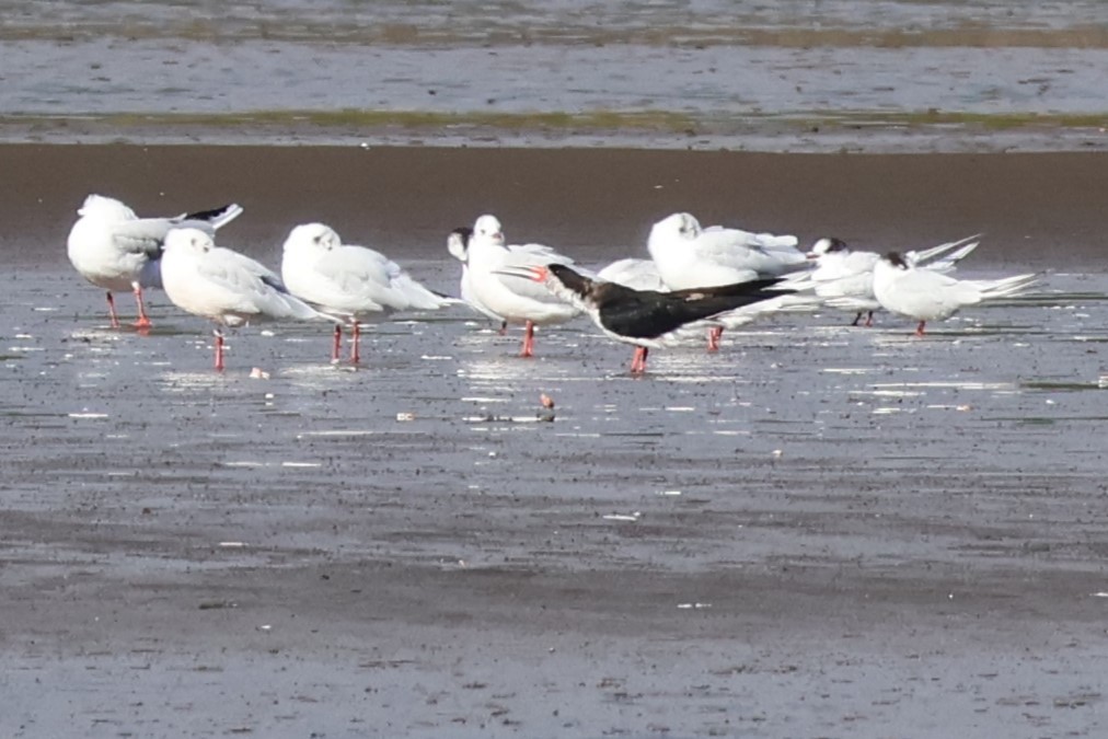 Brown-hooded Gull - Daniel Ruzzante