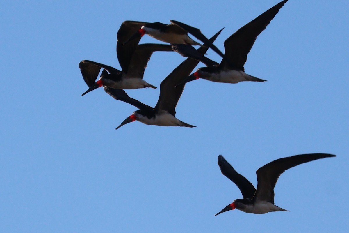 Black Skimmer - Daniel Ruzzante