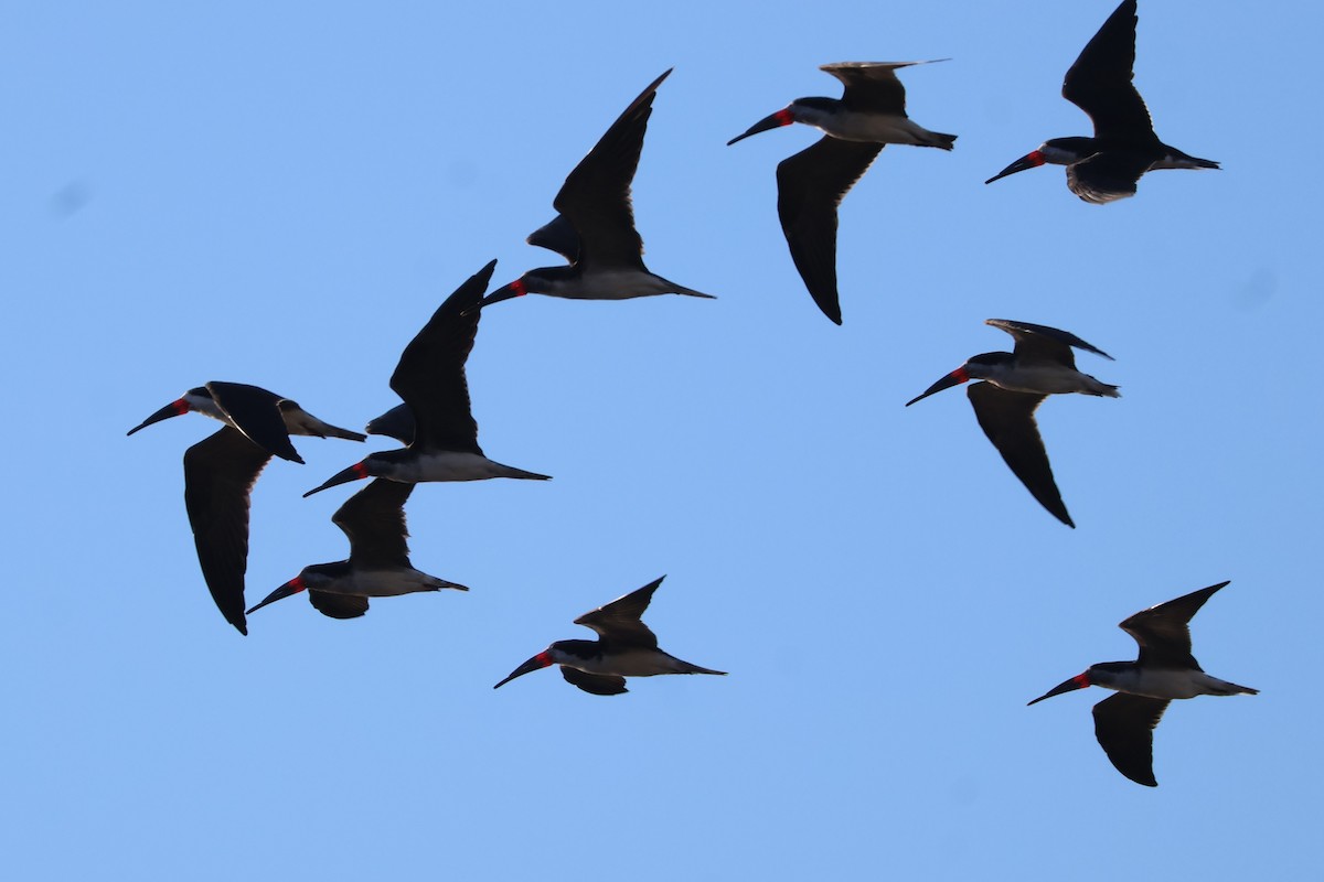 Black Skimmer - ML618351334