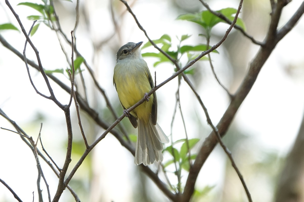 Yellow-olive Flatbill - Brian Lockwood