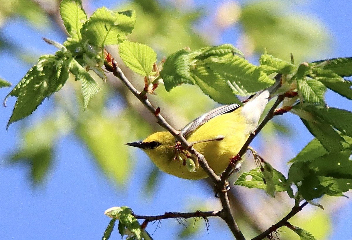 Blue-winged Warbler - ML618351343