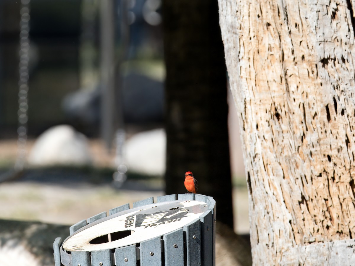 Vermilion Flycatcher - Katie Ng