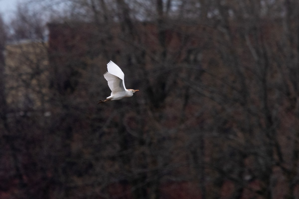 Western Cattle Egret - ML618351367