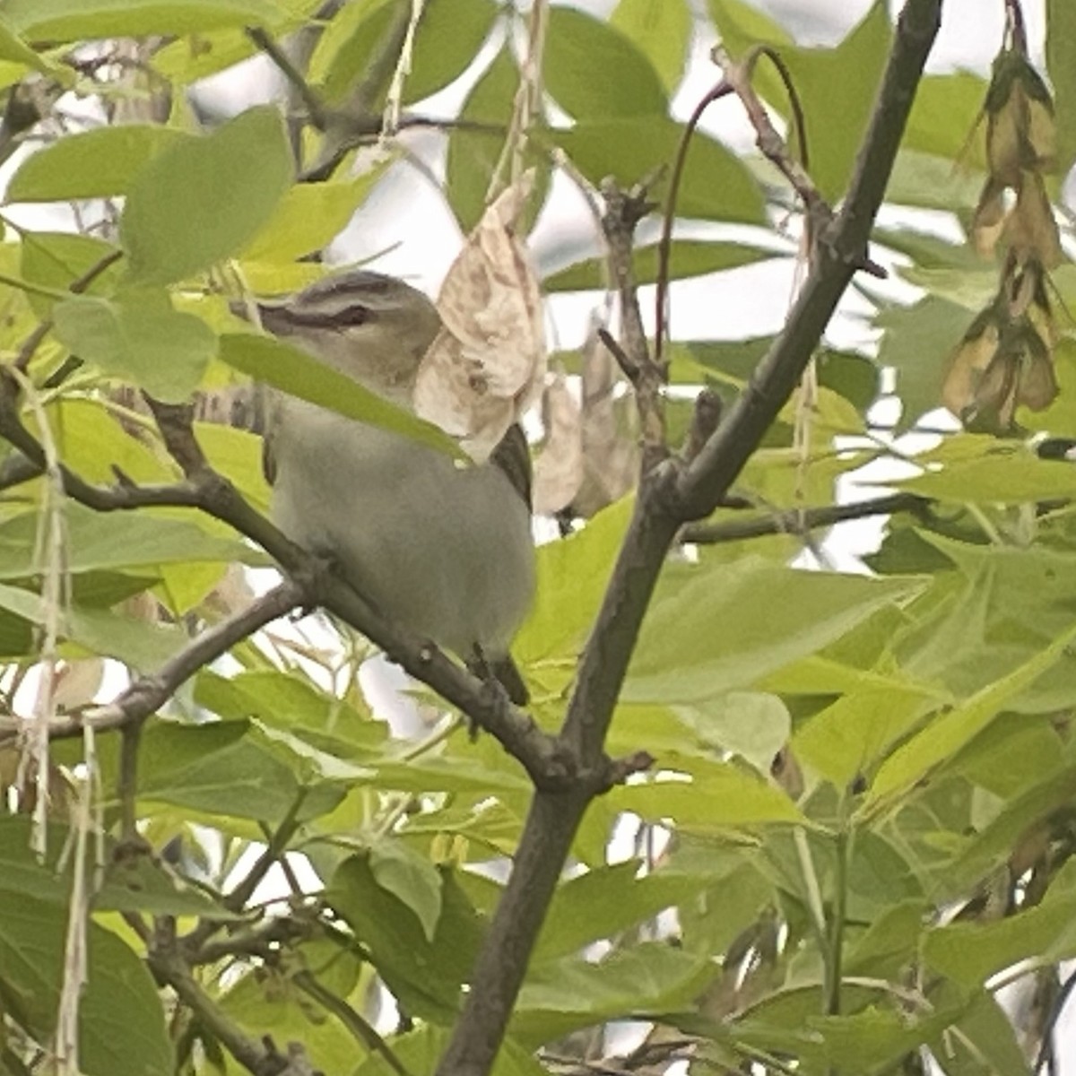 Red-eyed Vireo - Louie Dombroski