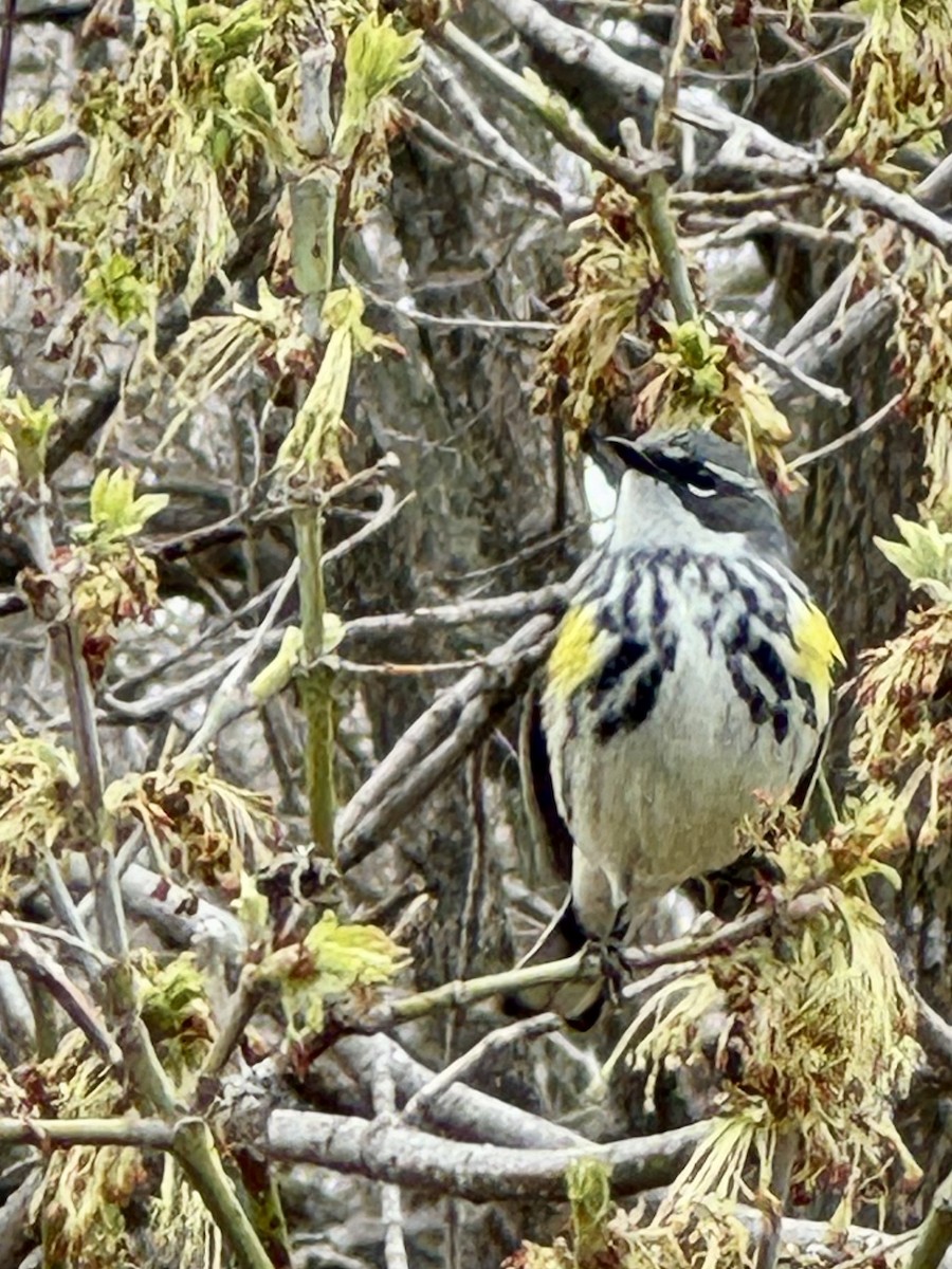 Yellow-rumped Warbler - Tony Whiting