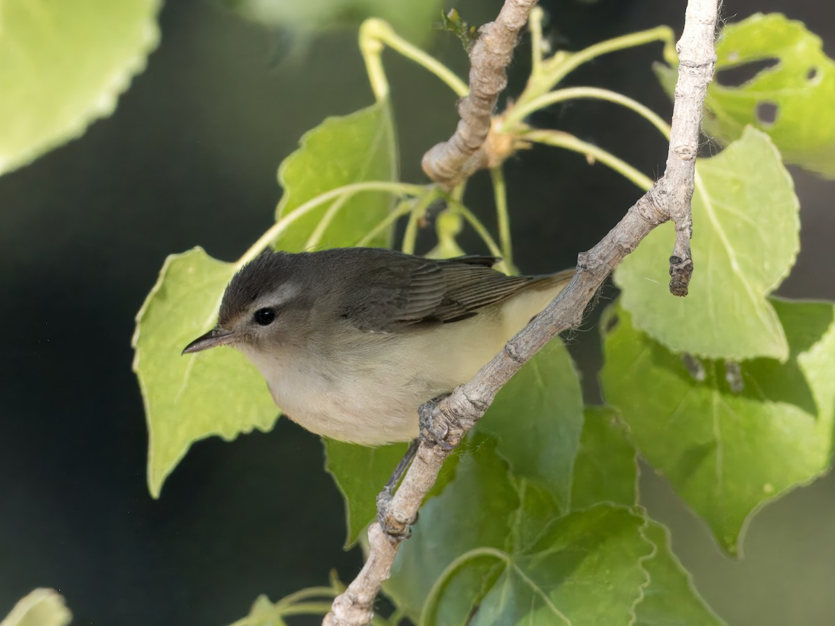 Warbling Vireo - ML618351396