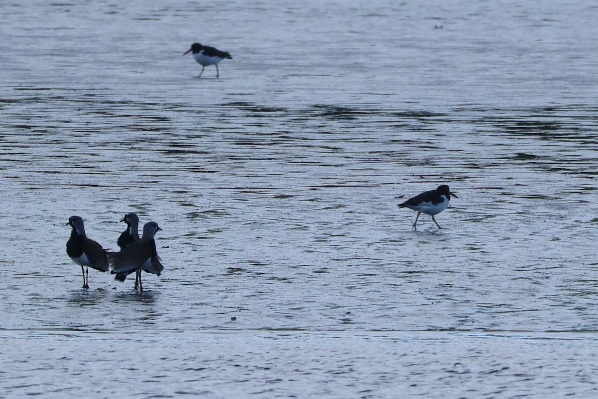 Southern Lapwing - ML618351439