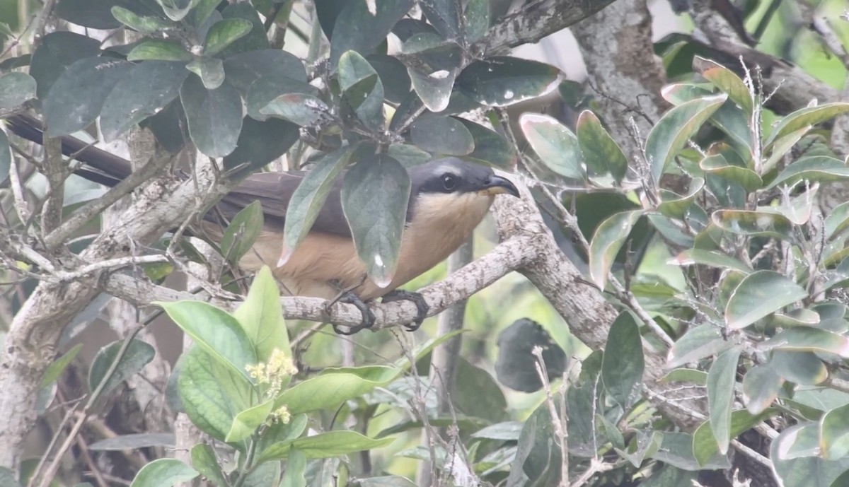 Mangrove Cuckoo - Christian Walker