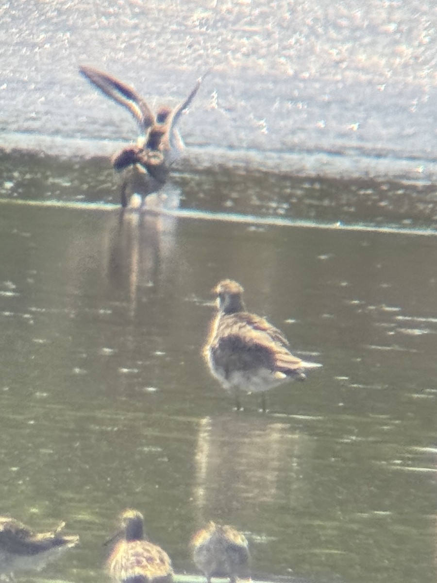 golden-plover sp. - ML618351511