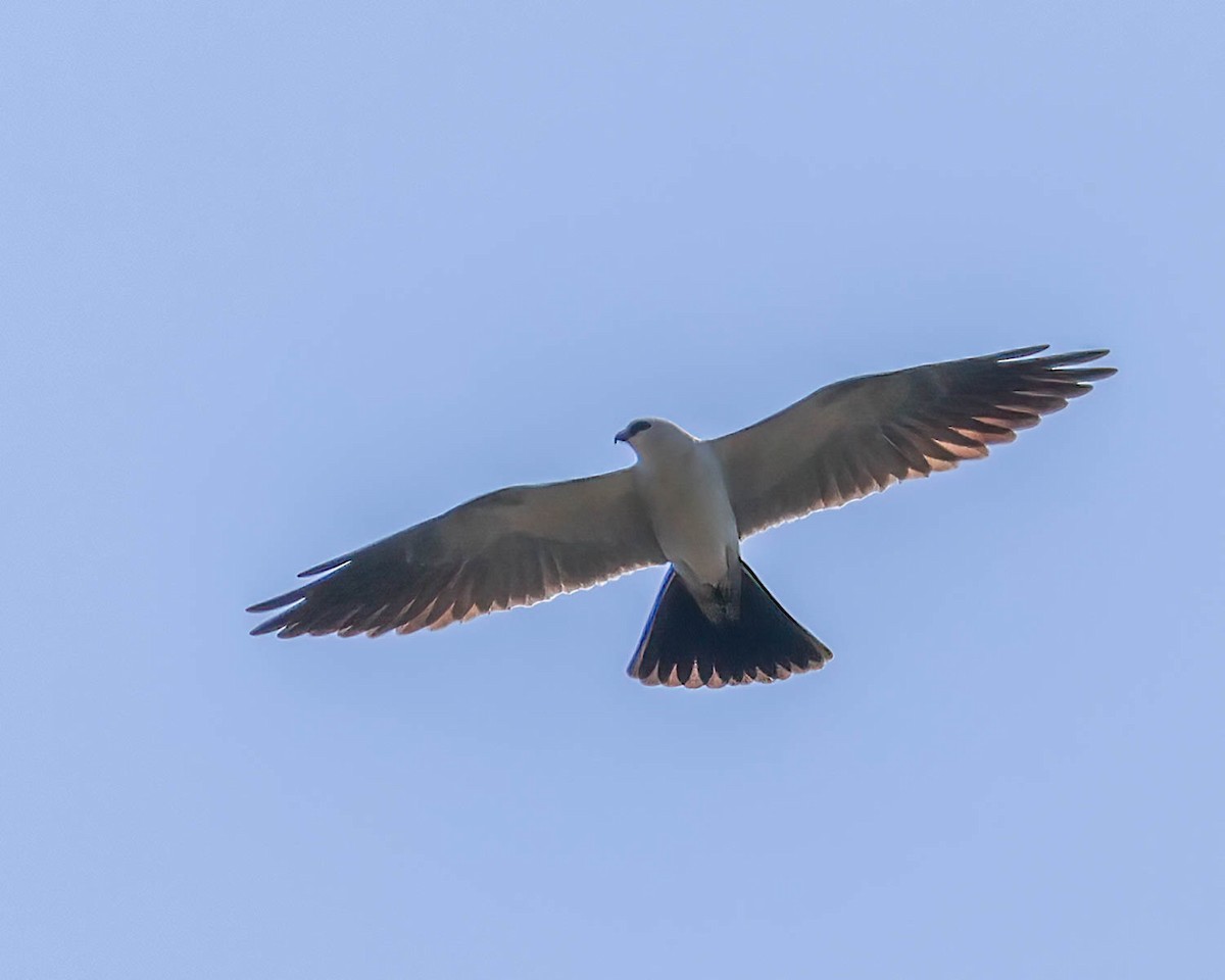 Mississippi Kite - Sue Smith