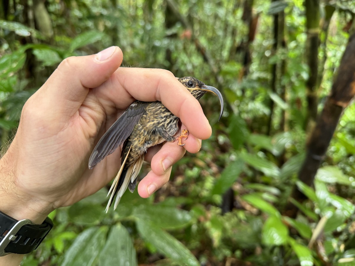 Buff-tailed Sicklebill - ML618351552