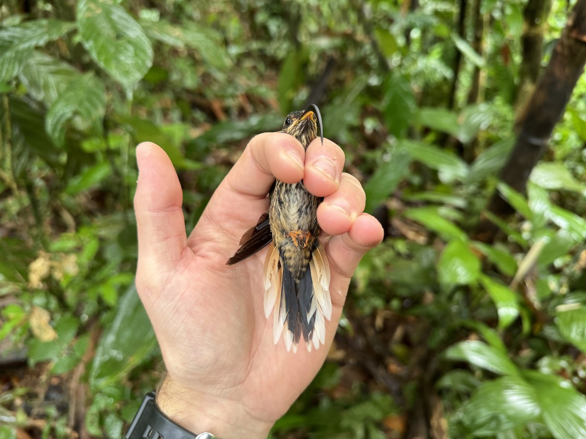 Buff-tailed Sicklebill - ML618351555