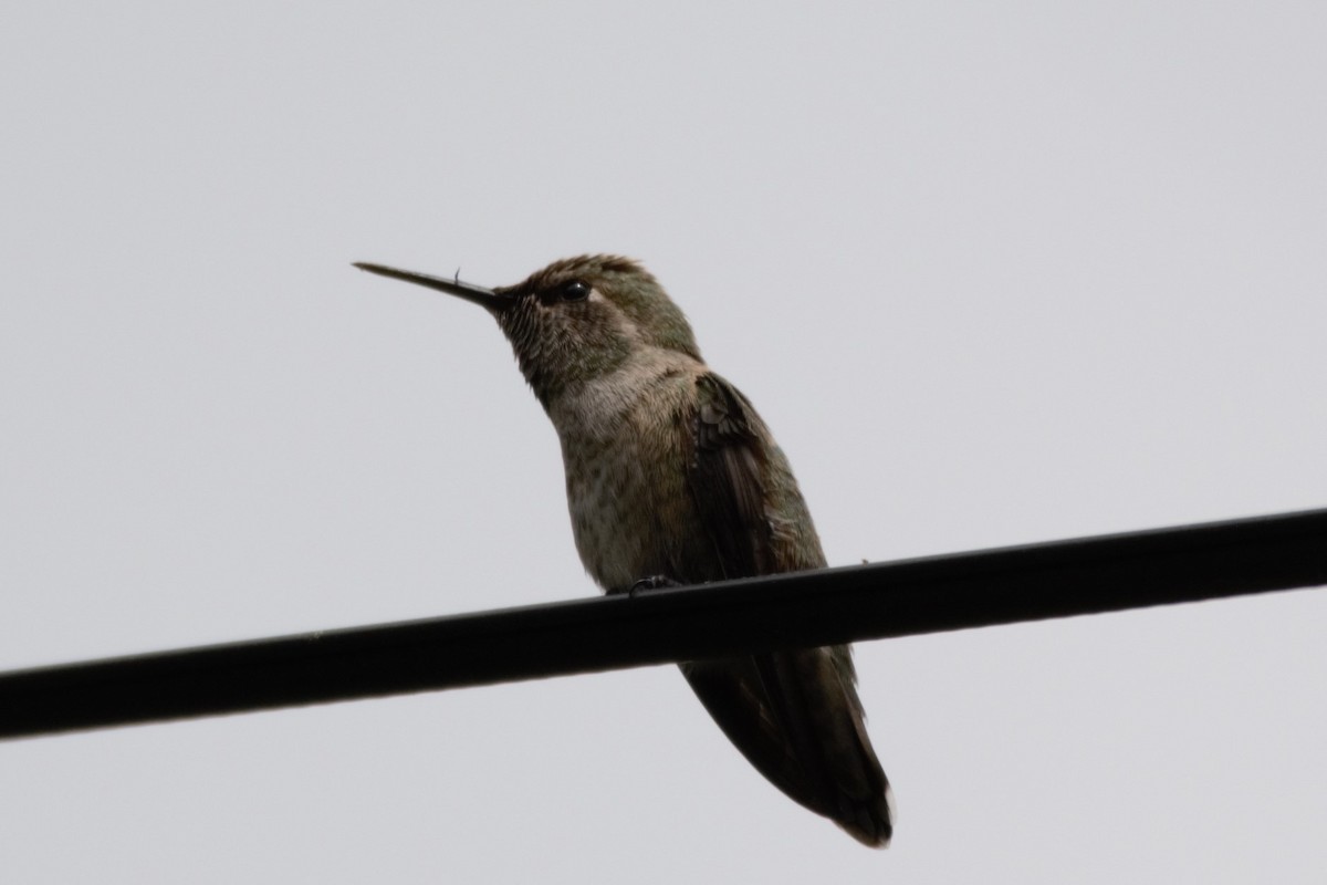Anna's Hummingbird - ML618351557