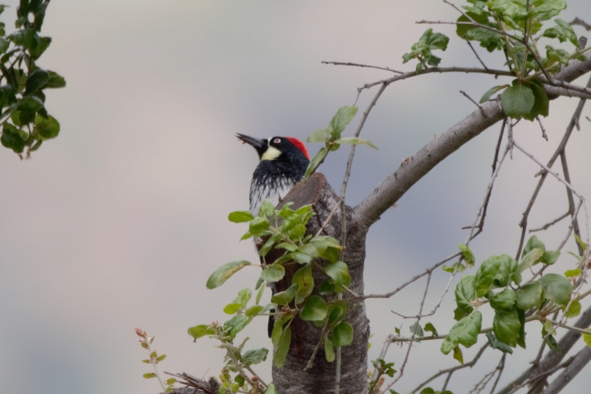 Acorn Woodpecker - ML618351569