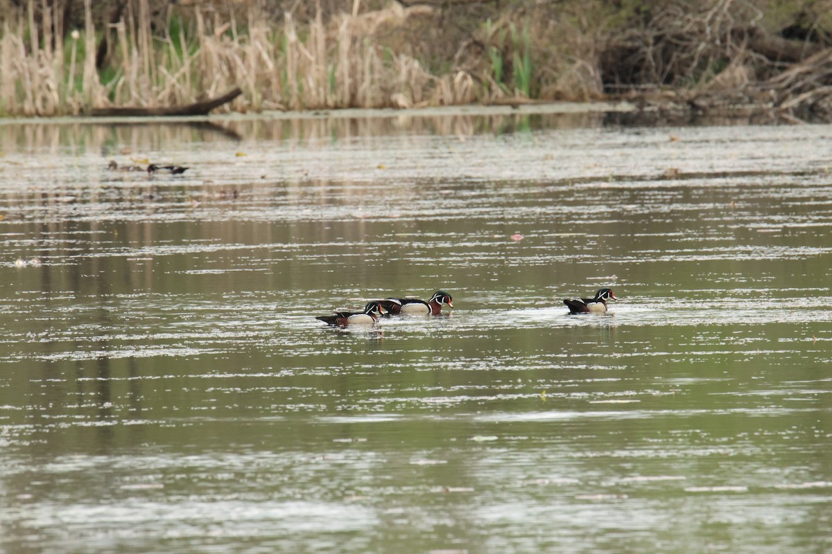 Wood Duck - ML618351571