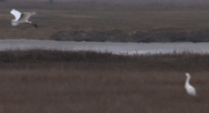 Great Egret - burton balkind