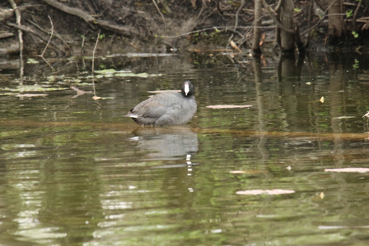 American Coot - Terri Bleck