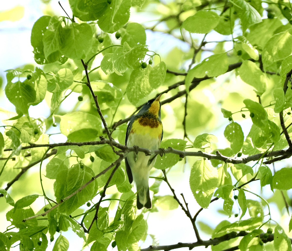 Parula Norteña - ML618351601