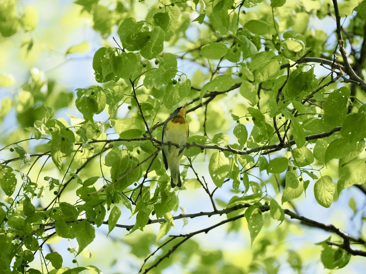 Northern Parula - ML618351602