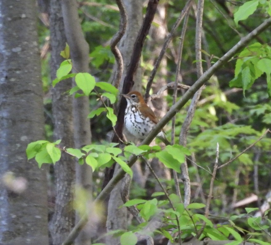 Wood Thrush - ML618351604