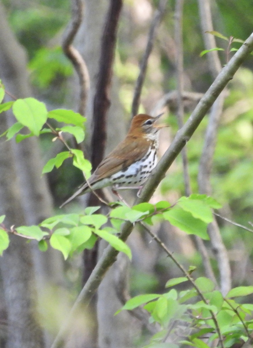 Wood Thrush - ML618351605