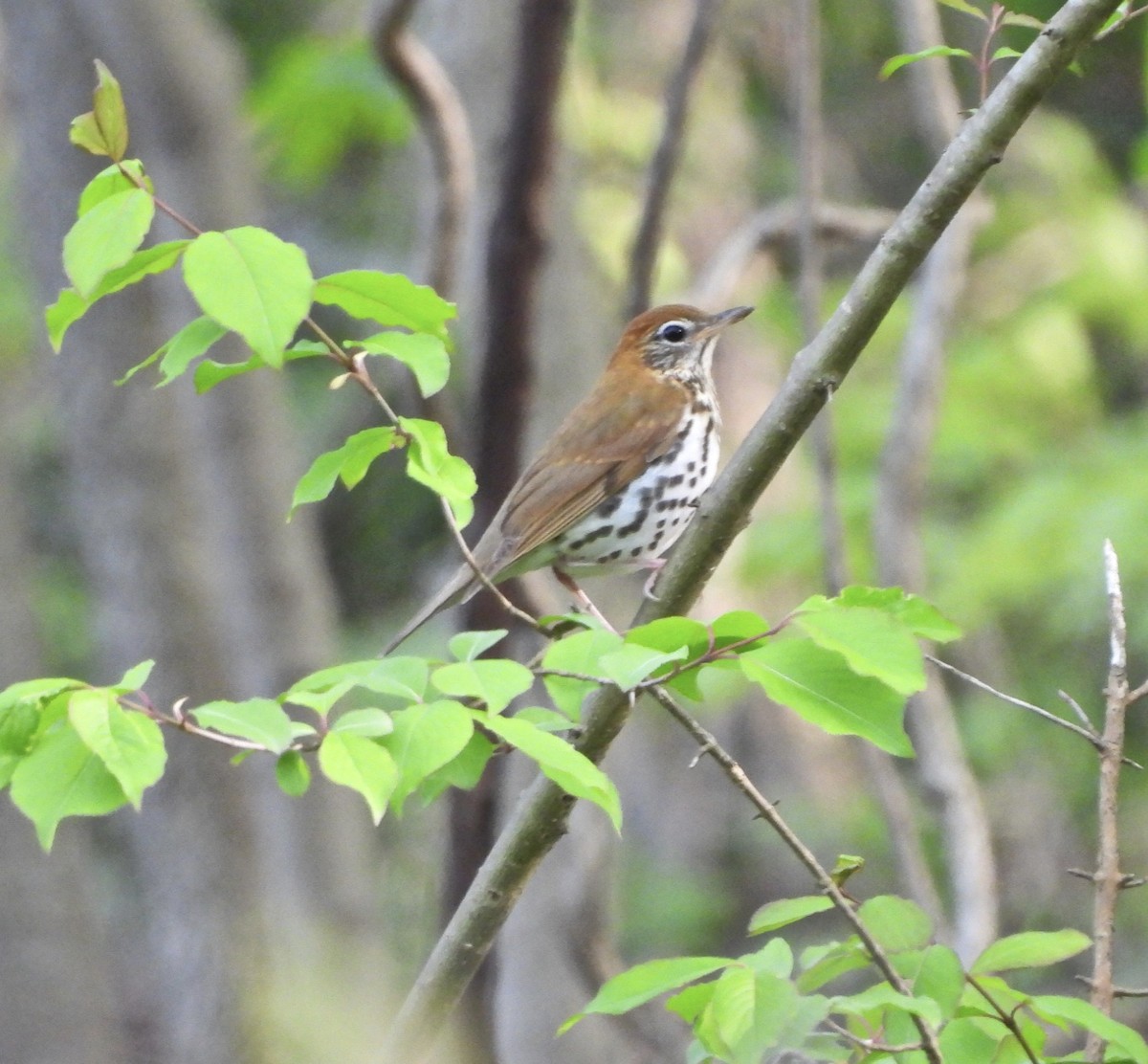 Wood Thrush - ML618351606