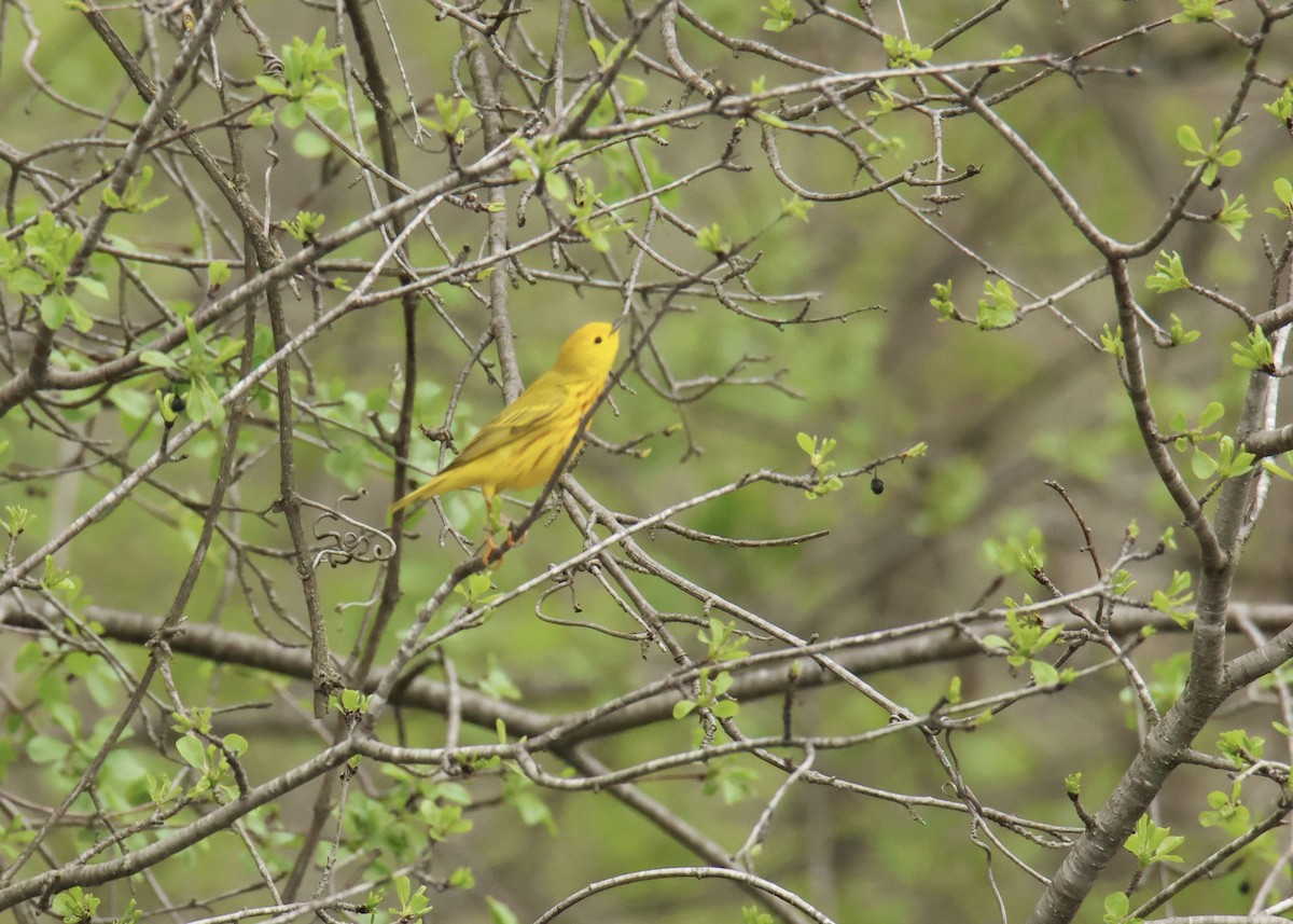 Yellow Warbler - Terri Bleck