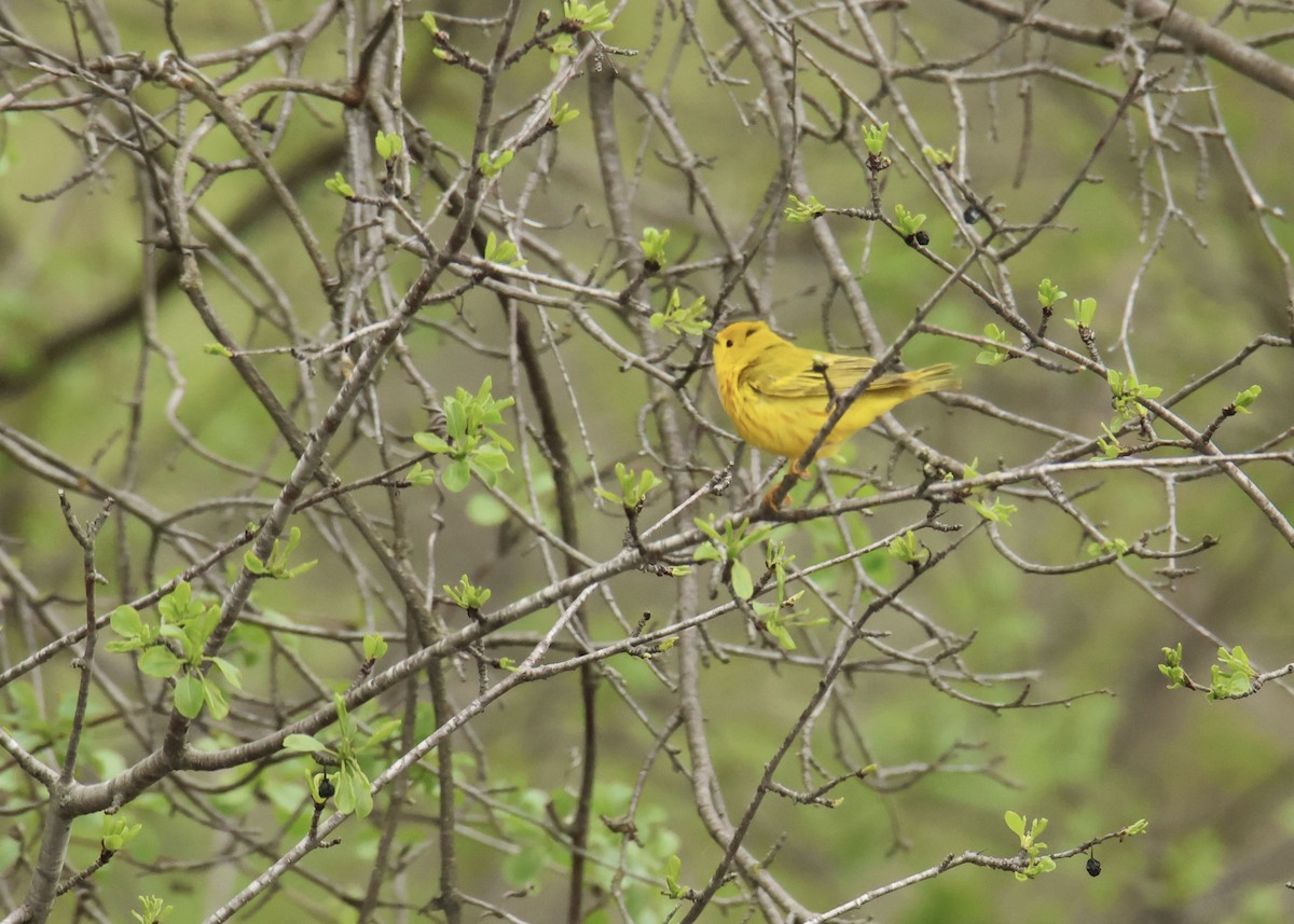 Paruline jaune - ML618351661