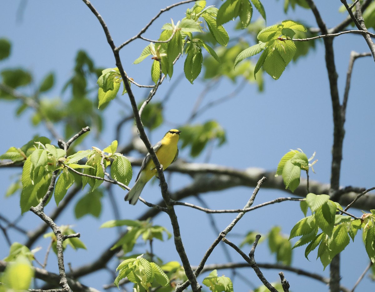 Blue-winged Warbler - ML618351672