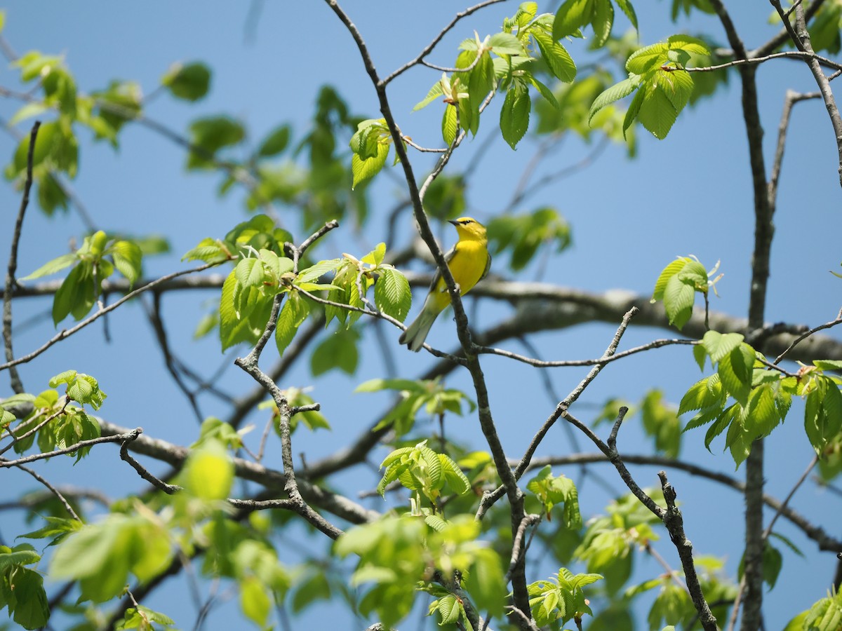 Blue-winged Warbler - ML618351674