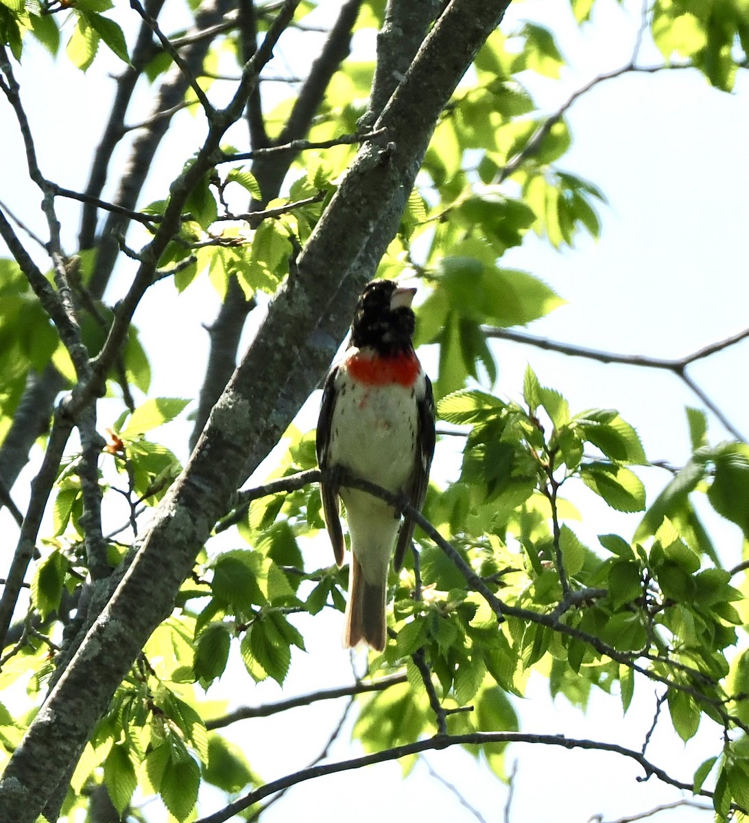 Rose-breasted Grosbeak - ML618351693