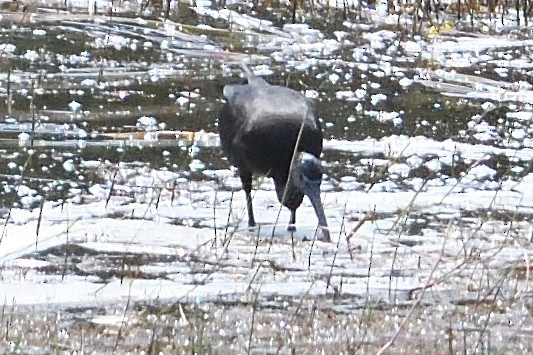 Glossy Ibis - John Doty