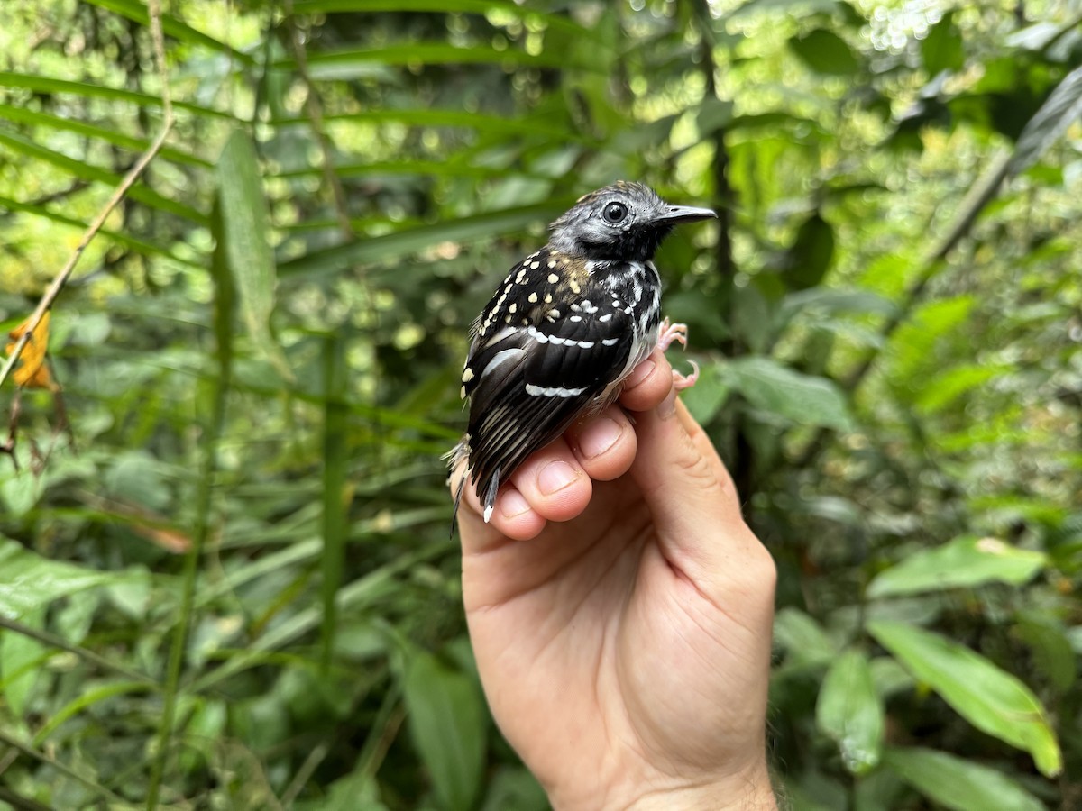 Spot-backed Antbird - ML618351727