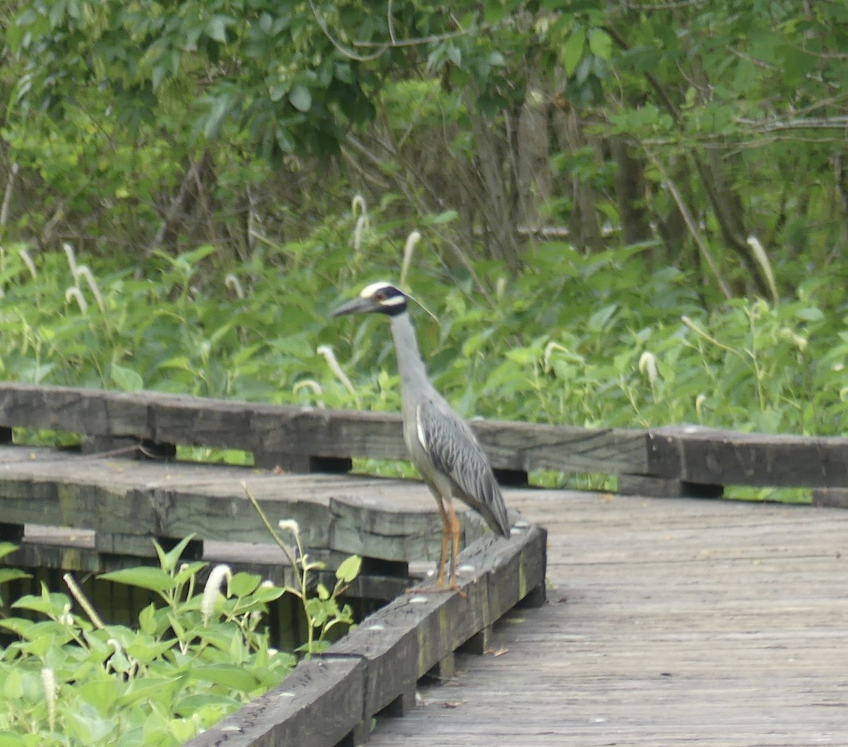 Yellow-crowned Night Heron - ML618351741