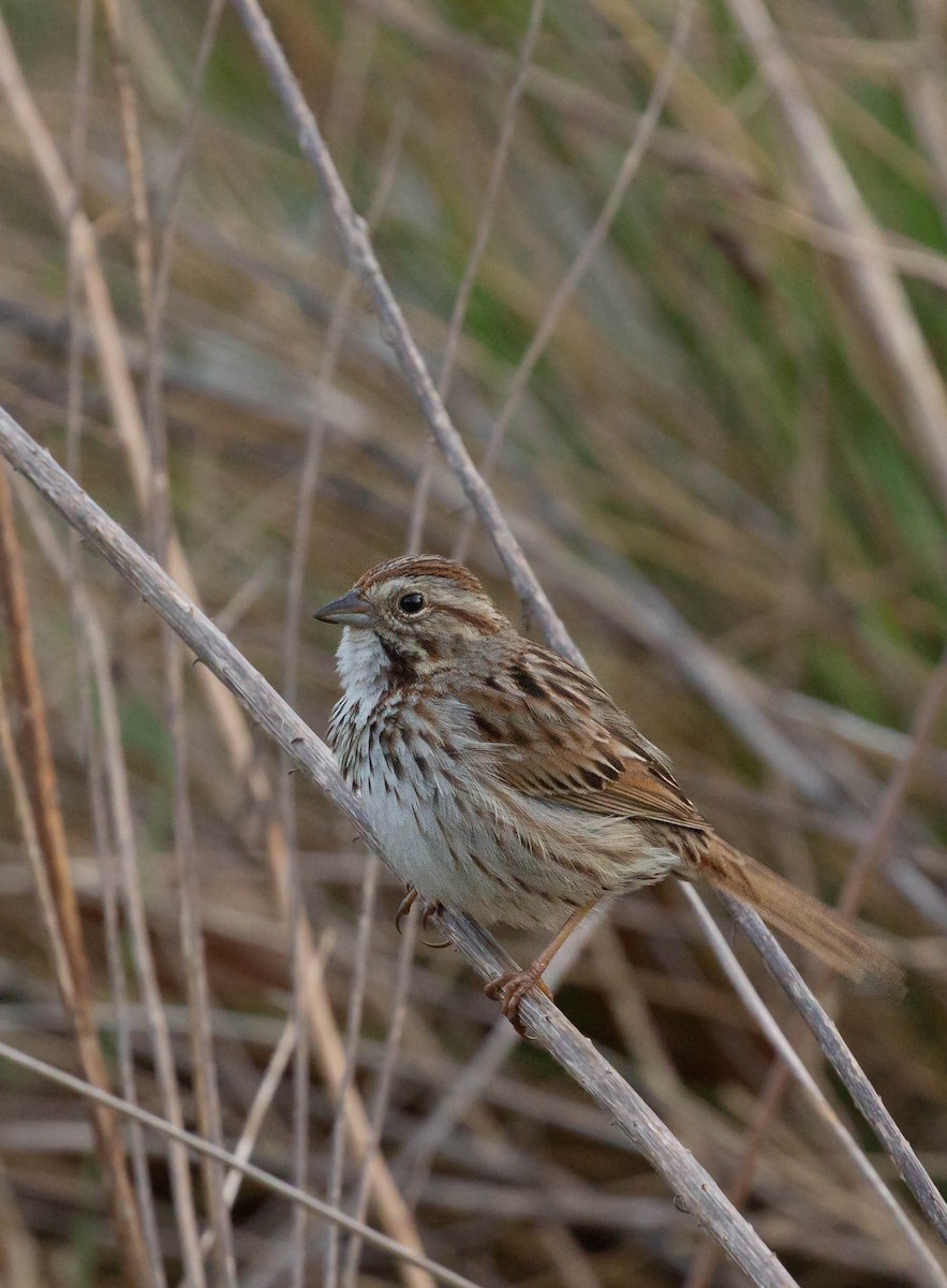 Song Sparrow - ML618351743