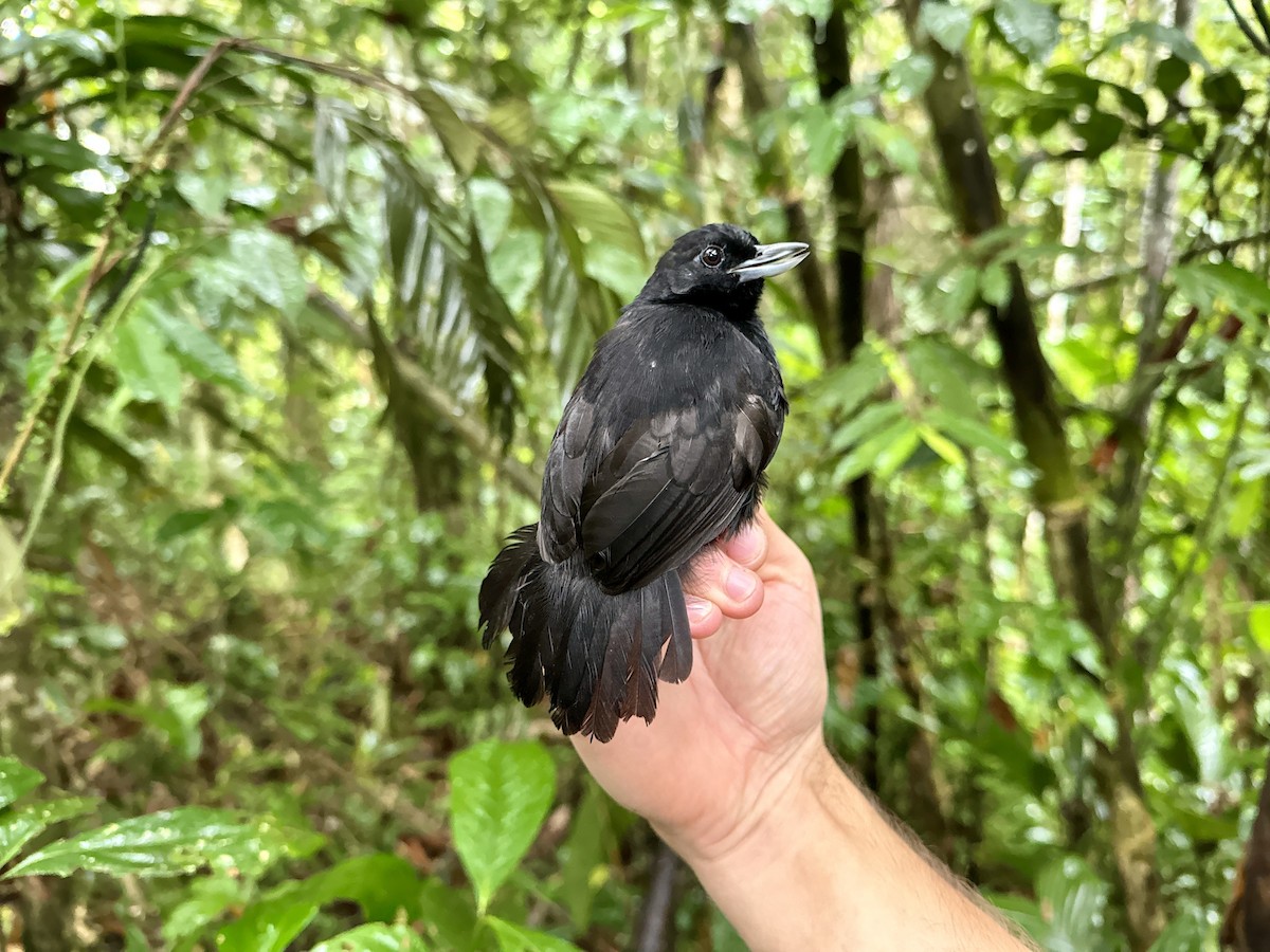 Black Bushbird - ML618351746