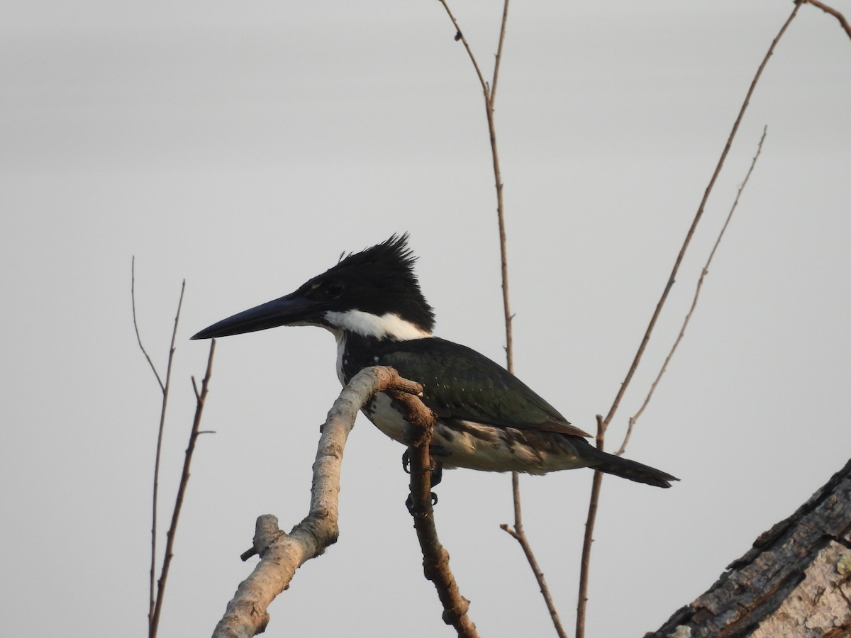 Belted Kingfisher - Manuel Graniel