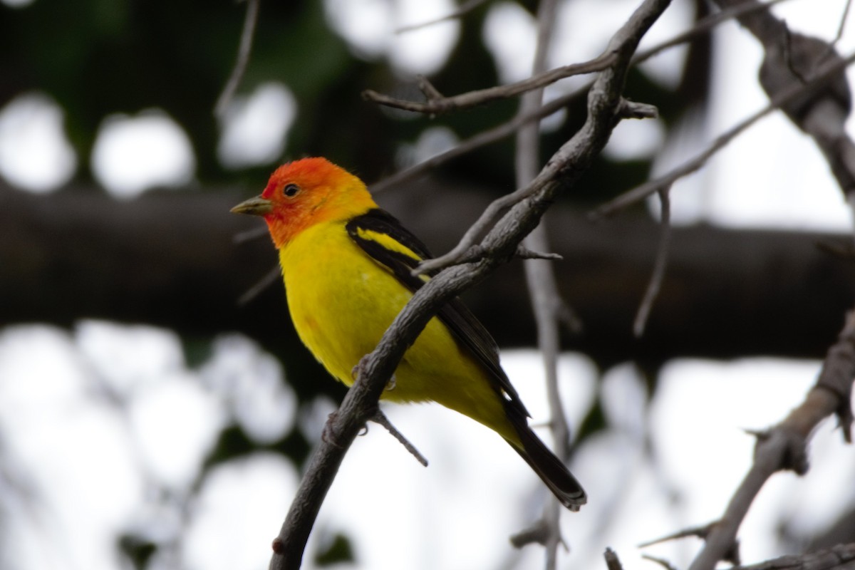 Western Tanager - ML618351805
