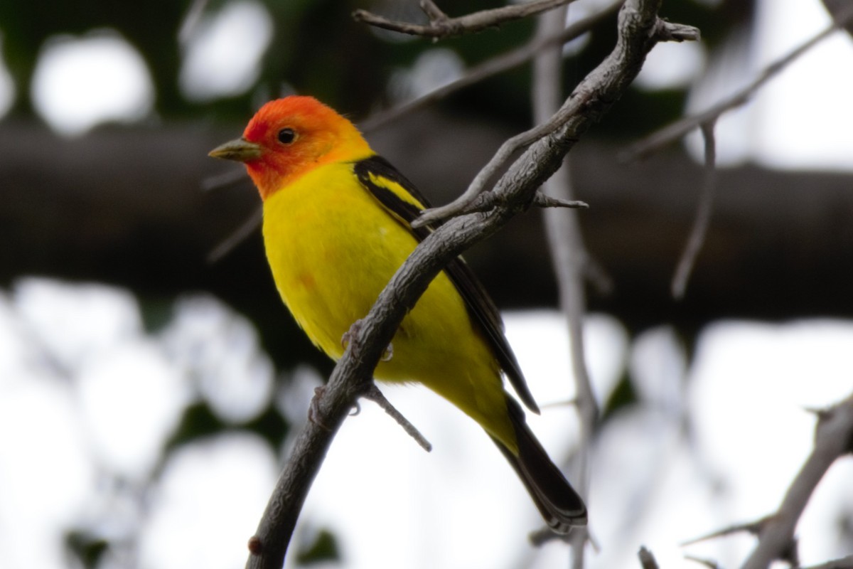 Western Tanager - ML618351806
