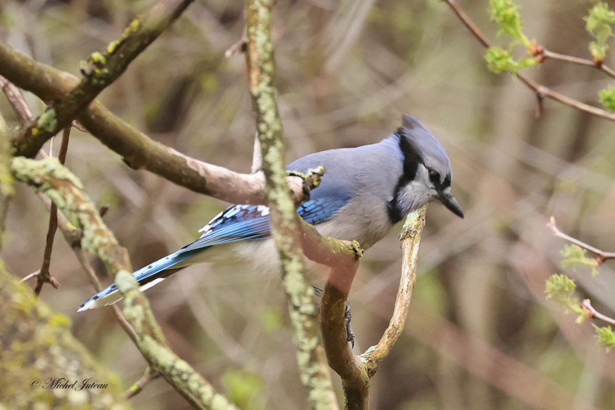 Blue Jay - ML618351824