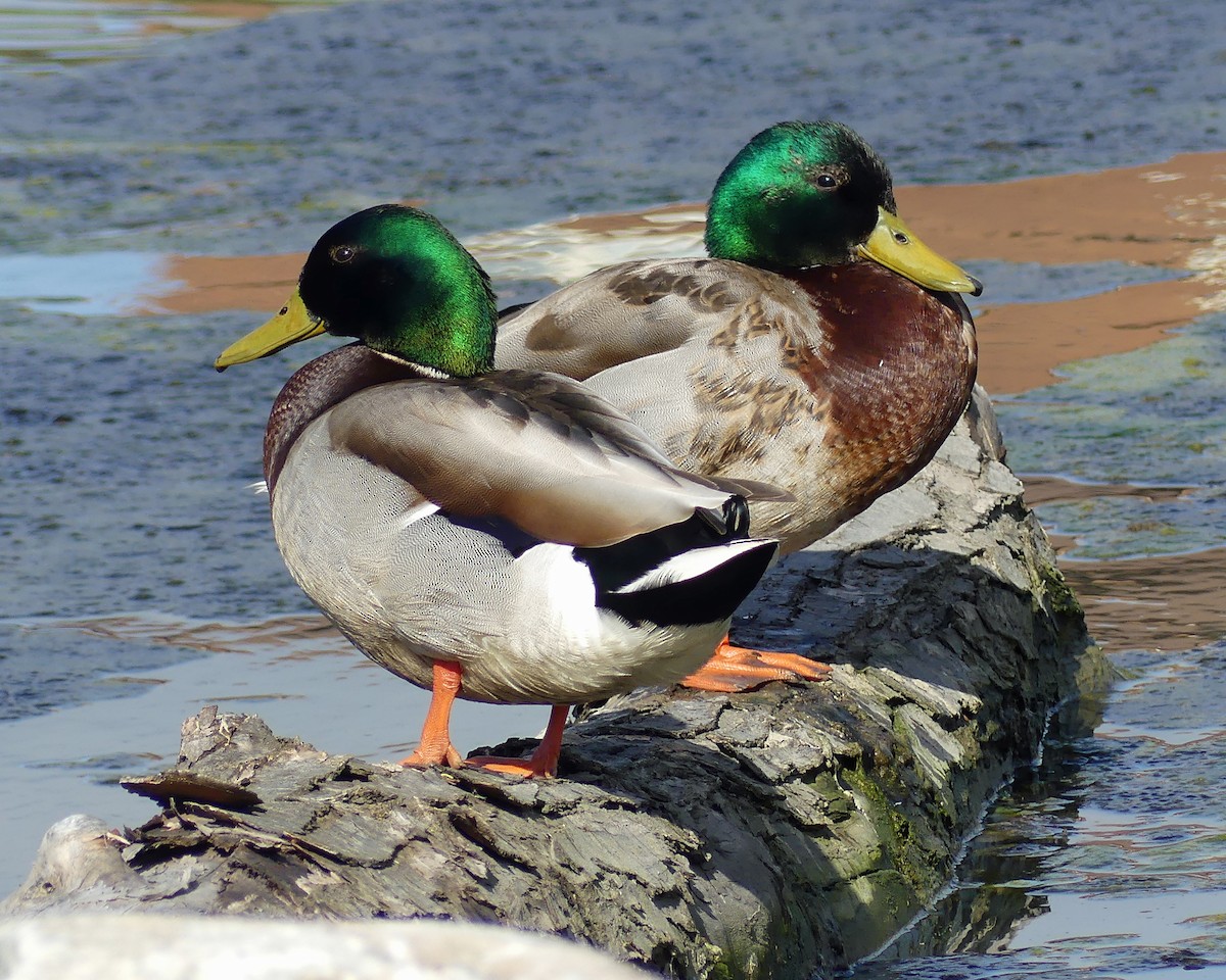 Canard colvert - ML618351850