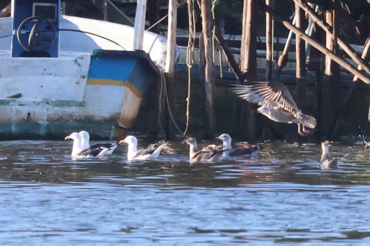 Gaviota Cocinera - ML618351859