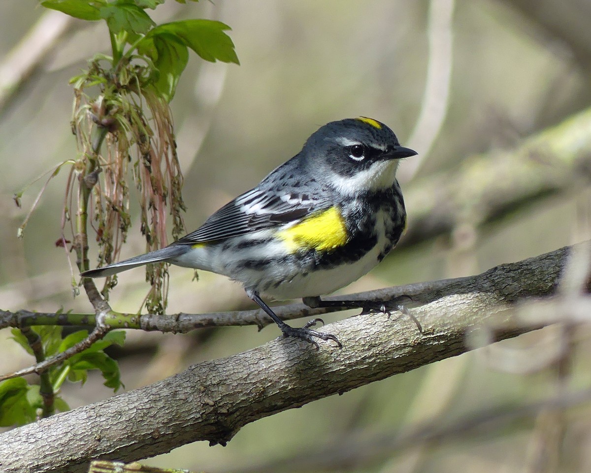 Yellow-rumped Warbler - ML618351869