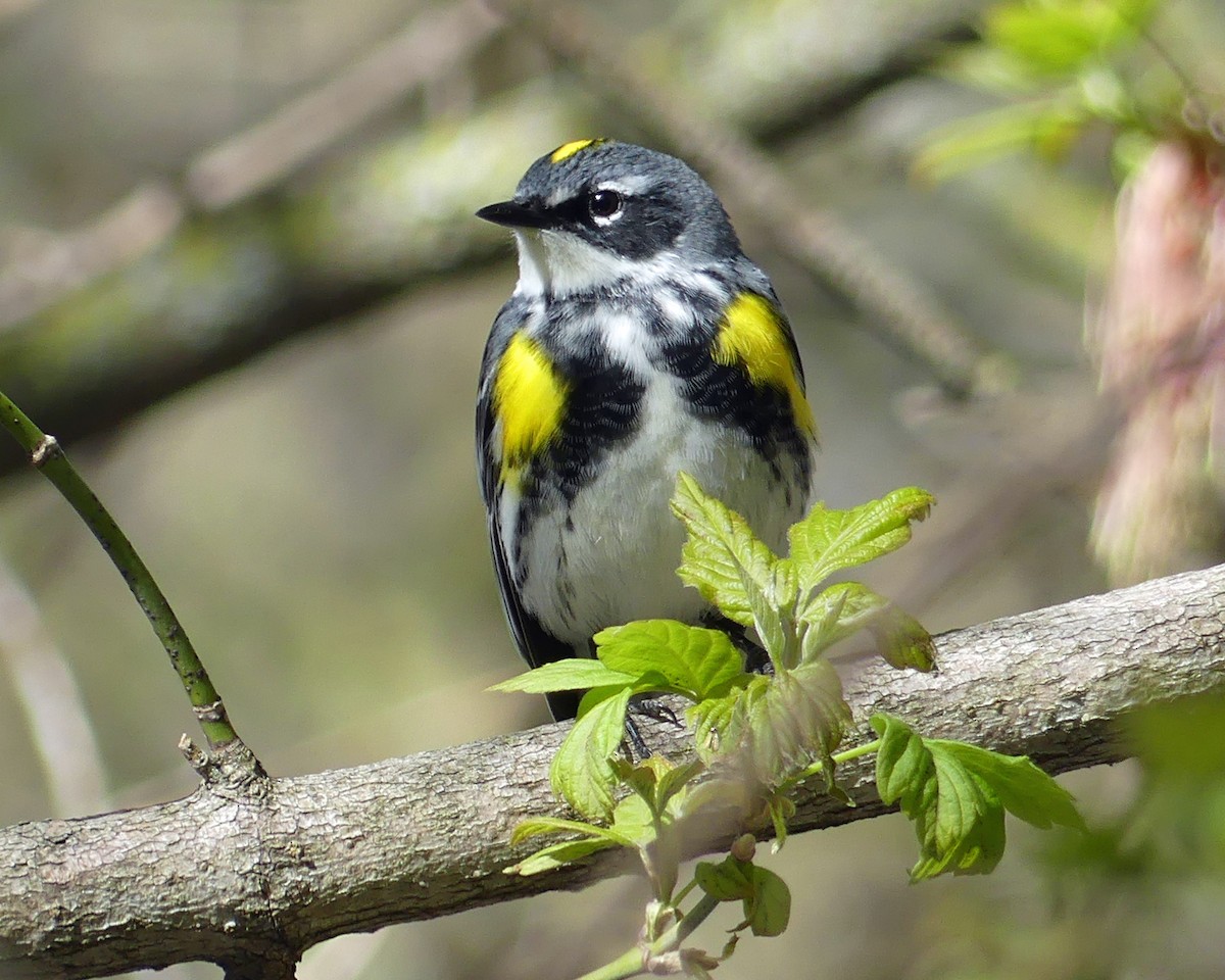 Yellow-rumped Warbler - Colleen C